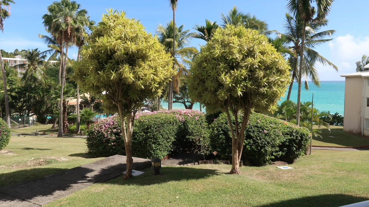 Wake up at the foot of the coconut trees